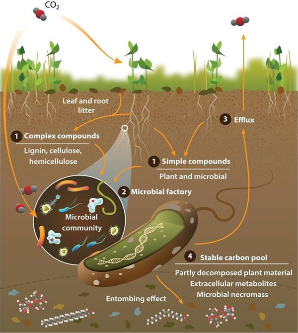 농업 바이오 산업 분야 : 토양 미생물